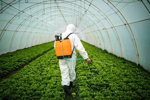 Best Pest Removal Services  in North Patchogue, NY