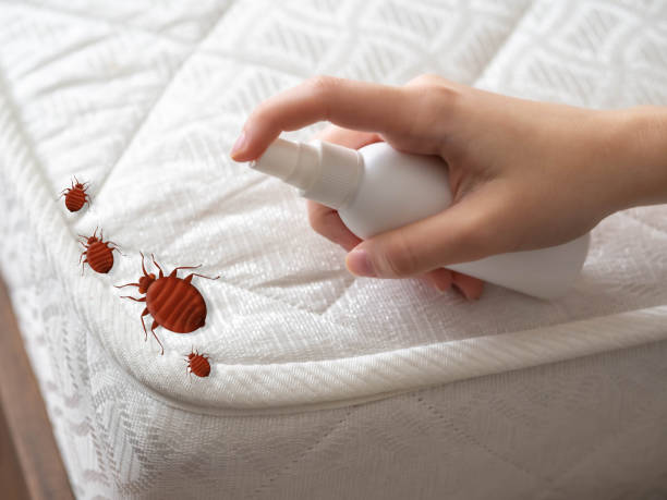 Insect Control in North Patchogue, NY